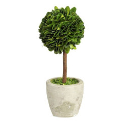Buxus na kmínku v květináči - Ø10*24 cm