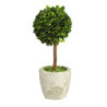 Buxus na kmínku v květináči - Ø10*24 cm