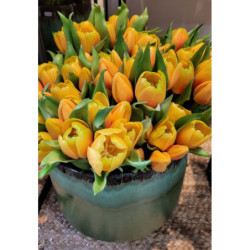 Kytice 7ks oranžových realistických tulipánů - 45cm