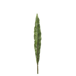 Okrasný list Canna - 73cm