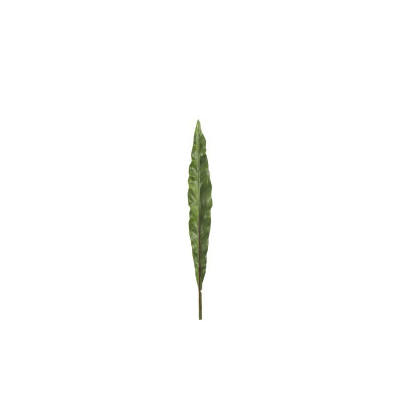 Okrasný list Canna - 73cm