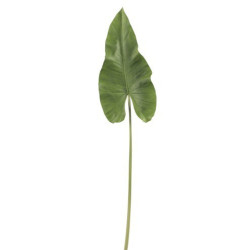 Okrasný list Canna - 94cm