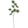 Okrasný list Papaya - 122cm