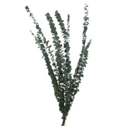 Zelená sušená dekorativní rostlina Eucalyptus - 18*70 cm